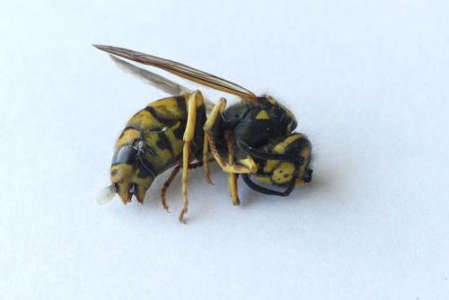 Vespula germanica